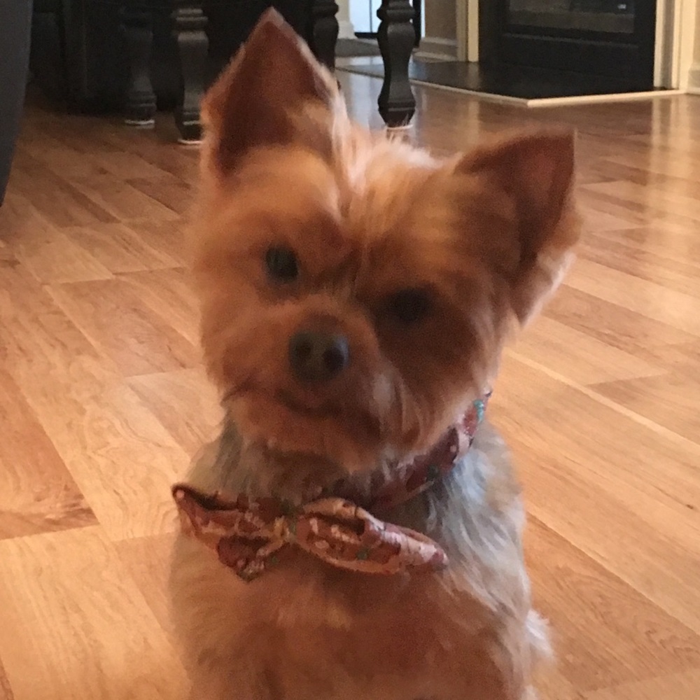 Meet your Posher, Isabel